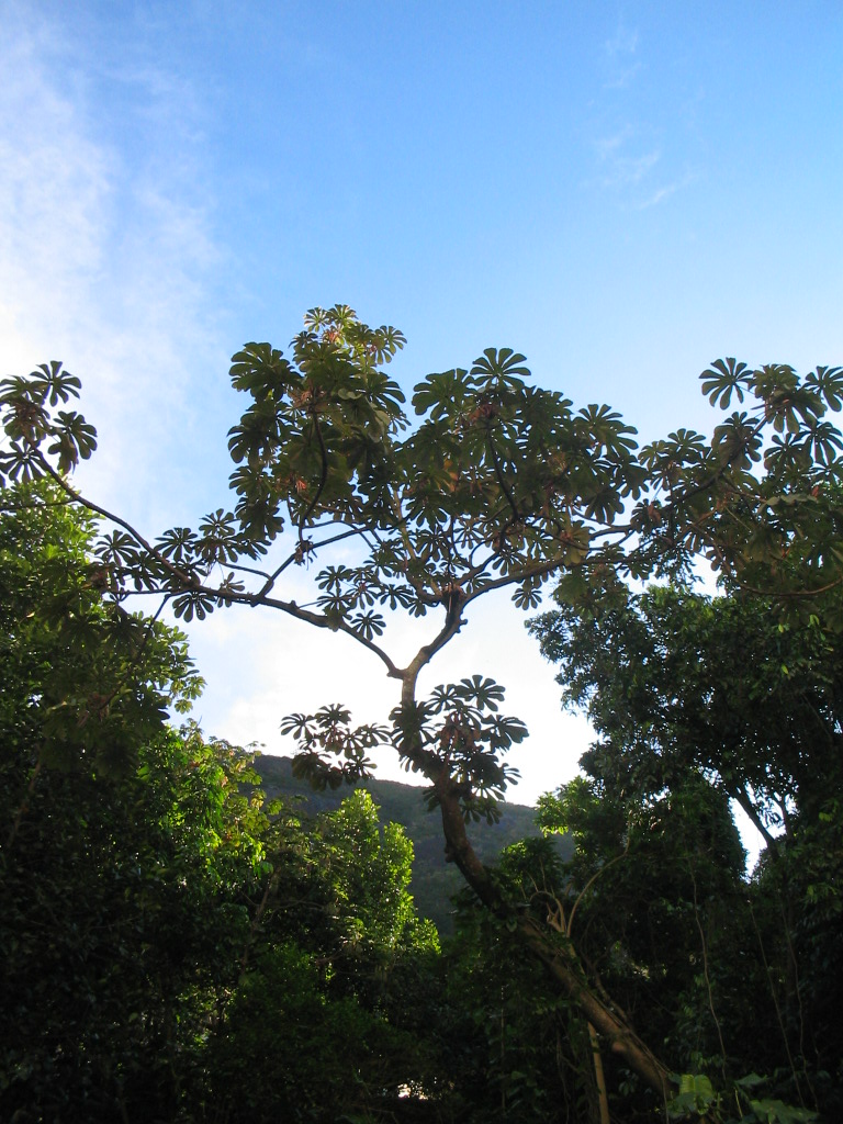 a large leafy tree near an open area