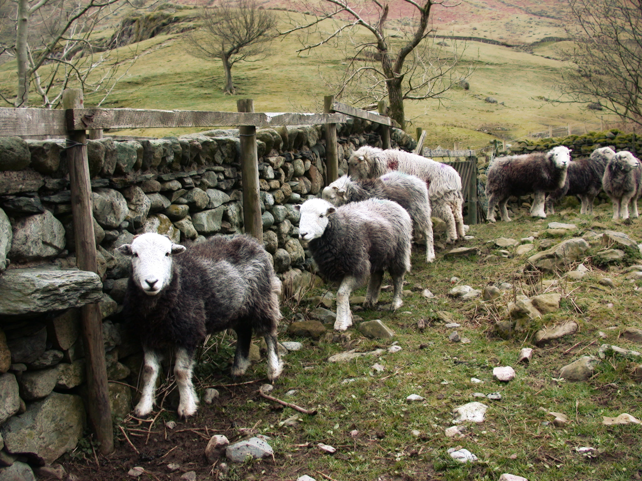 there is a herd of sheep standing around by the rocks