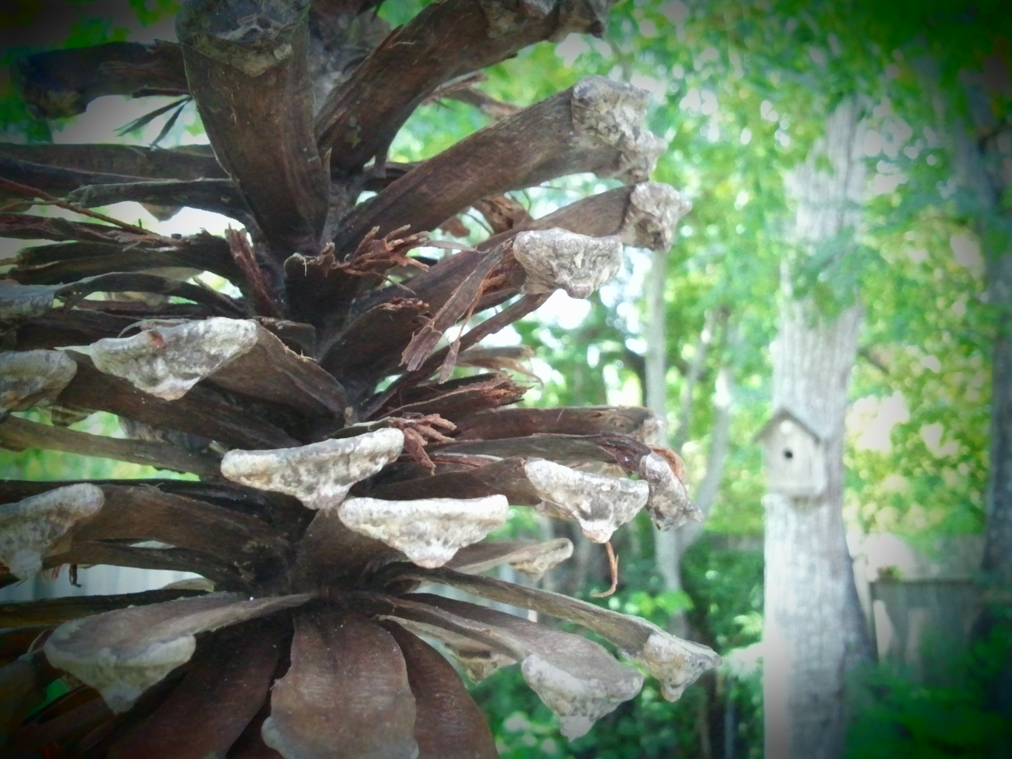 a tall tree nch that has lots of brown leaves on it