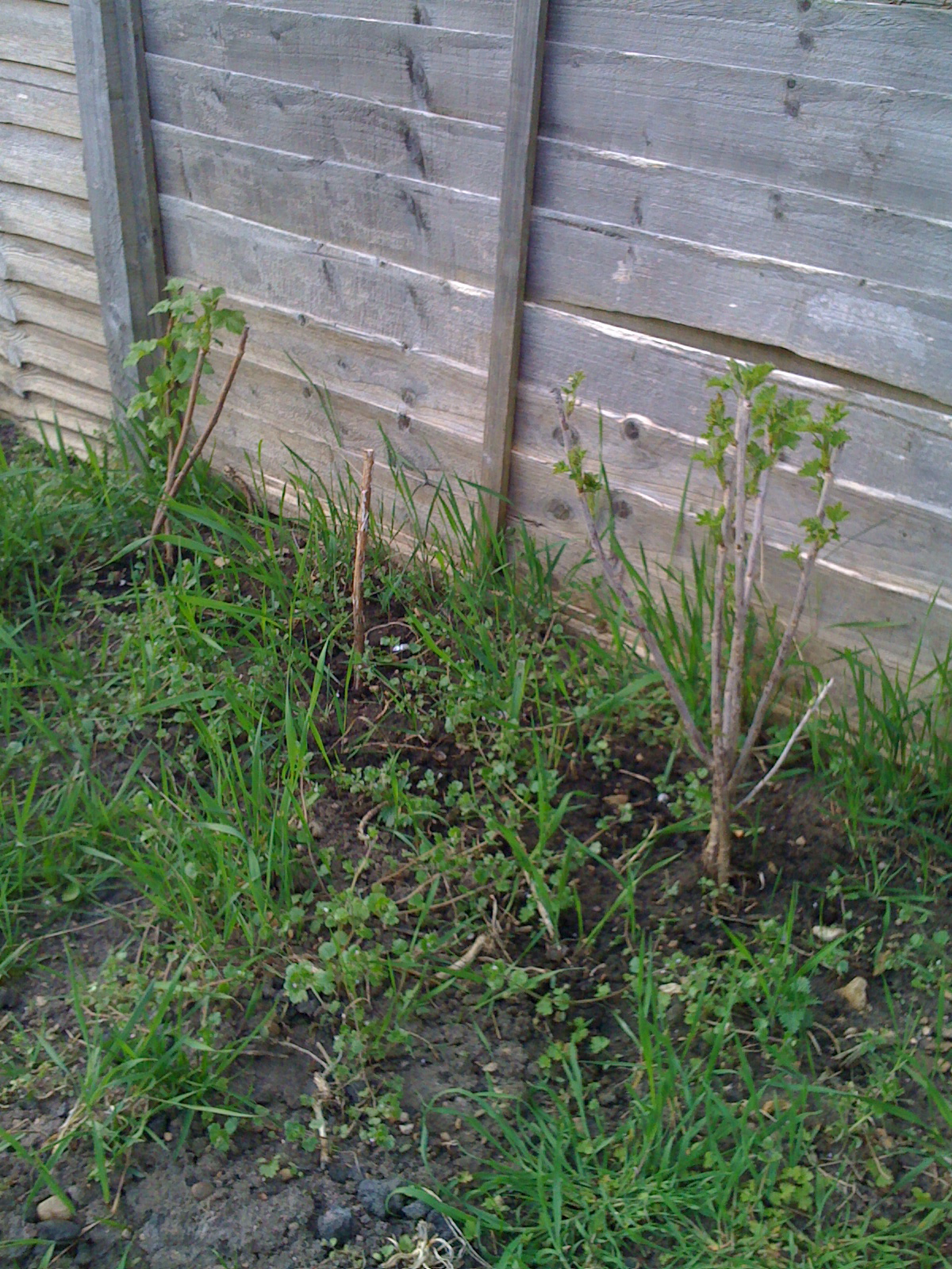 a small plant in a small garden by a fence