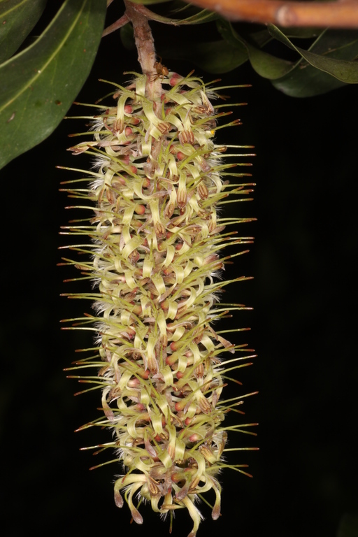 a plant with large flower buds hanging from a nch