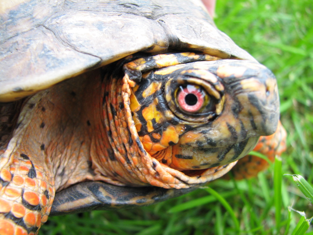 a turtle with an eye ring on its head