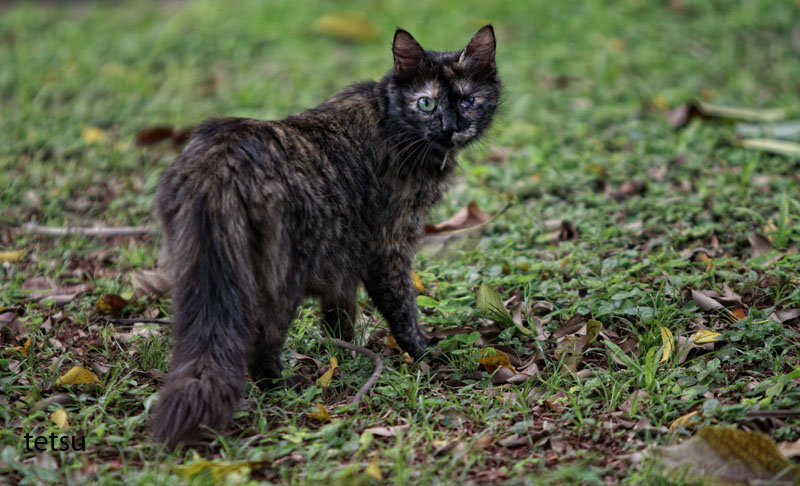 black furry cat walking outside in grass and leaves