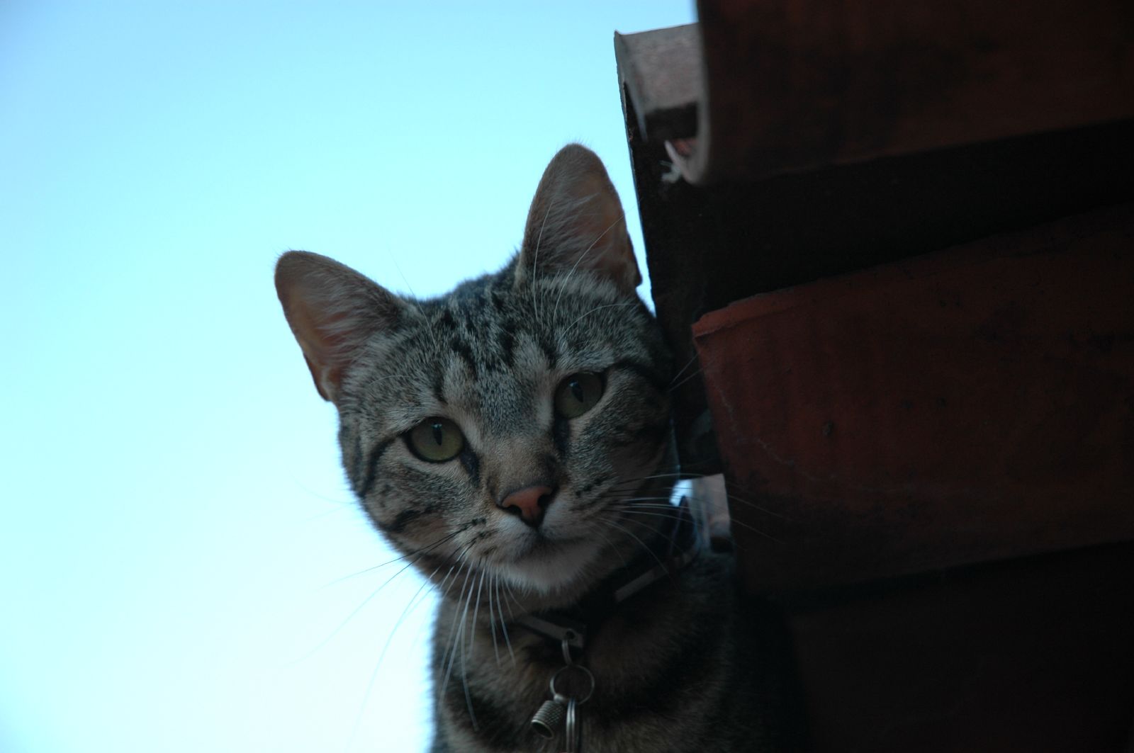 a cat with a collar staring directly into the camera