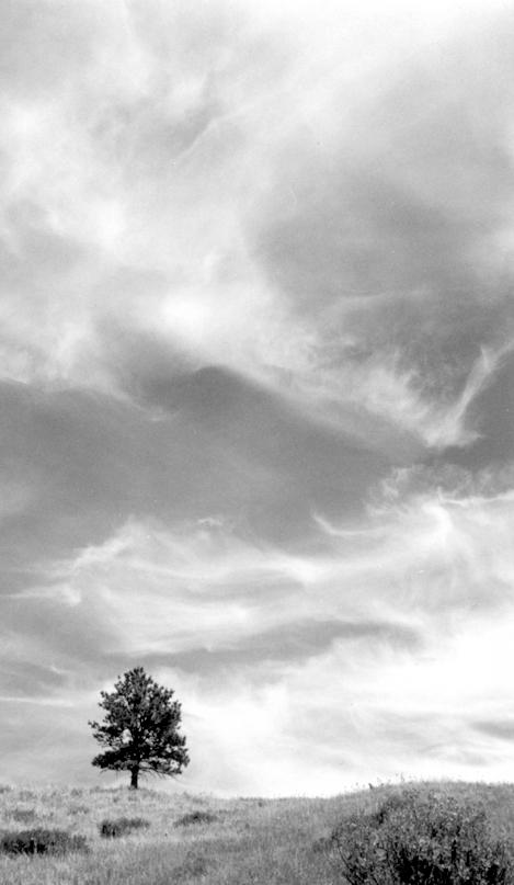 black and white landscape with tree and clouds