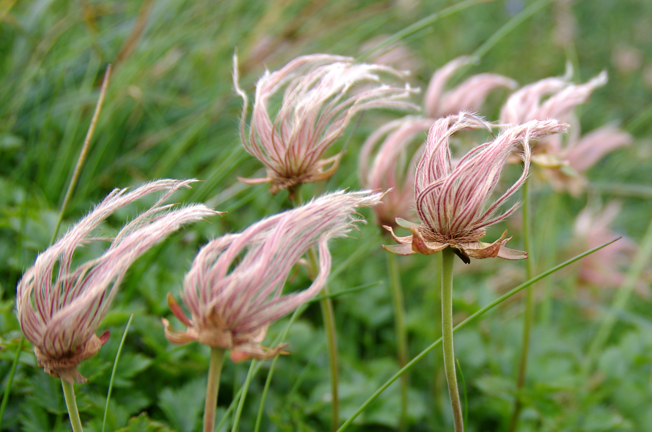 the tall flower is very thin and pink