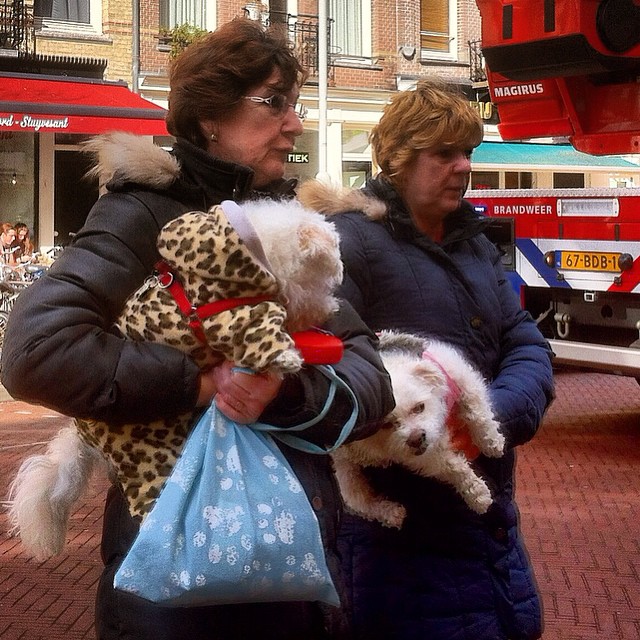a woman carrying two dogs in her arms