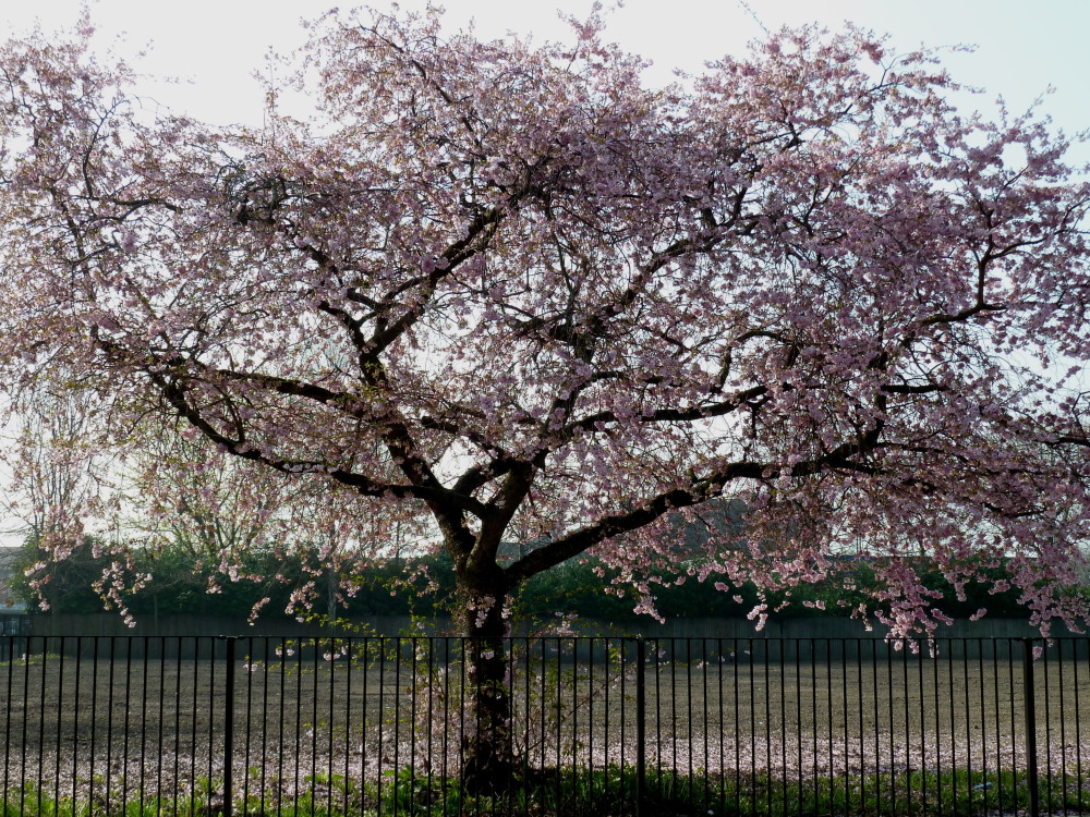 a tree stands by a fence in front of an open area