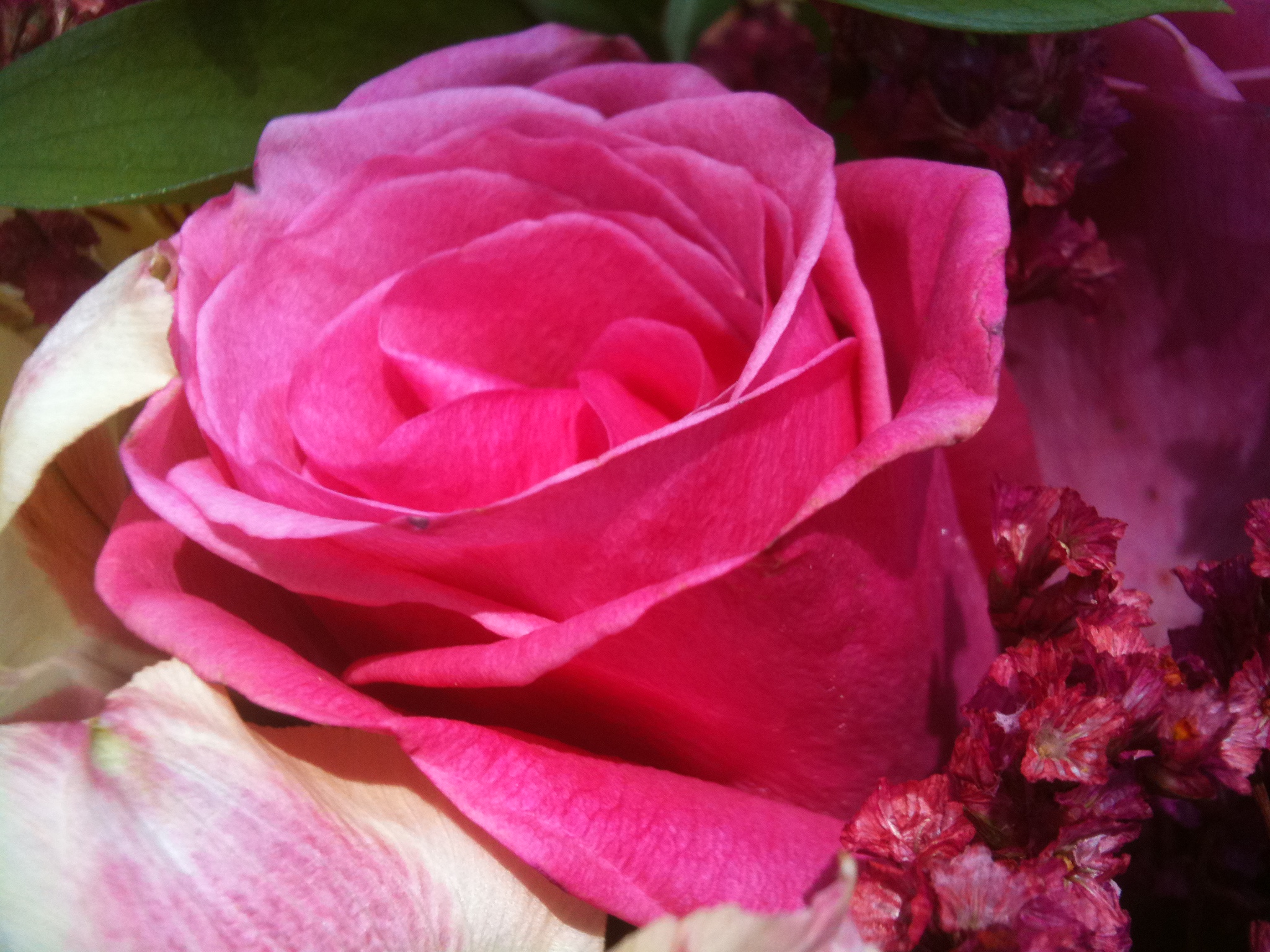 close up of pink rose with large leaves