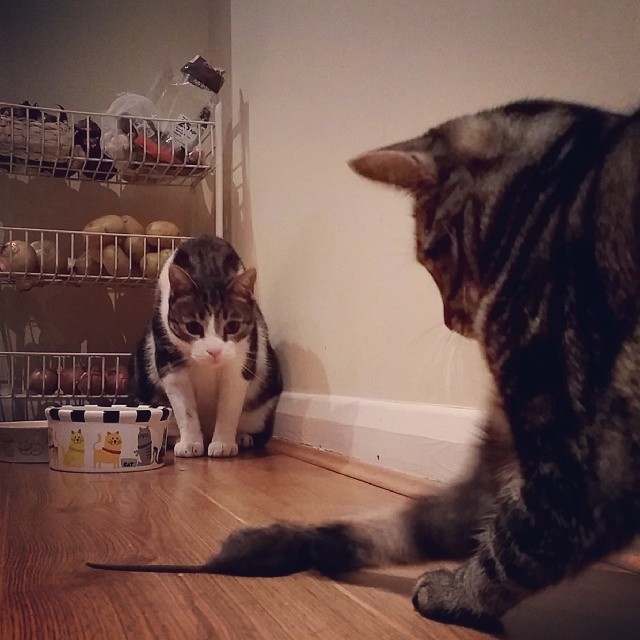 two cats sitting on the floor staring at each other