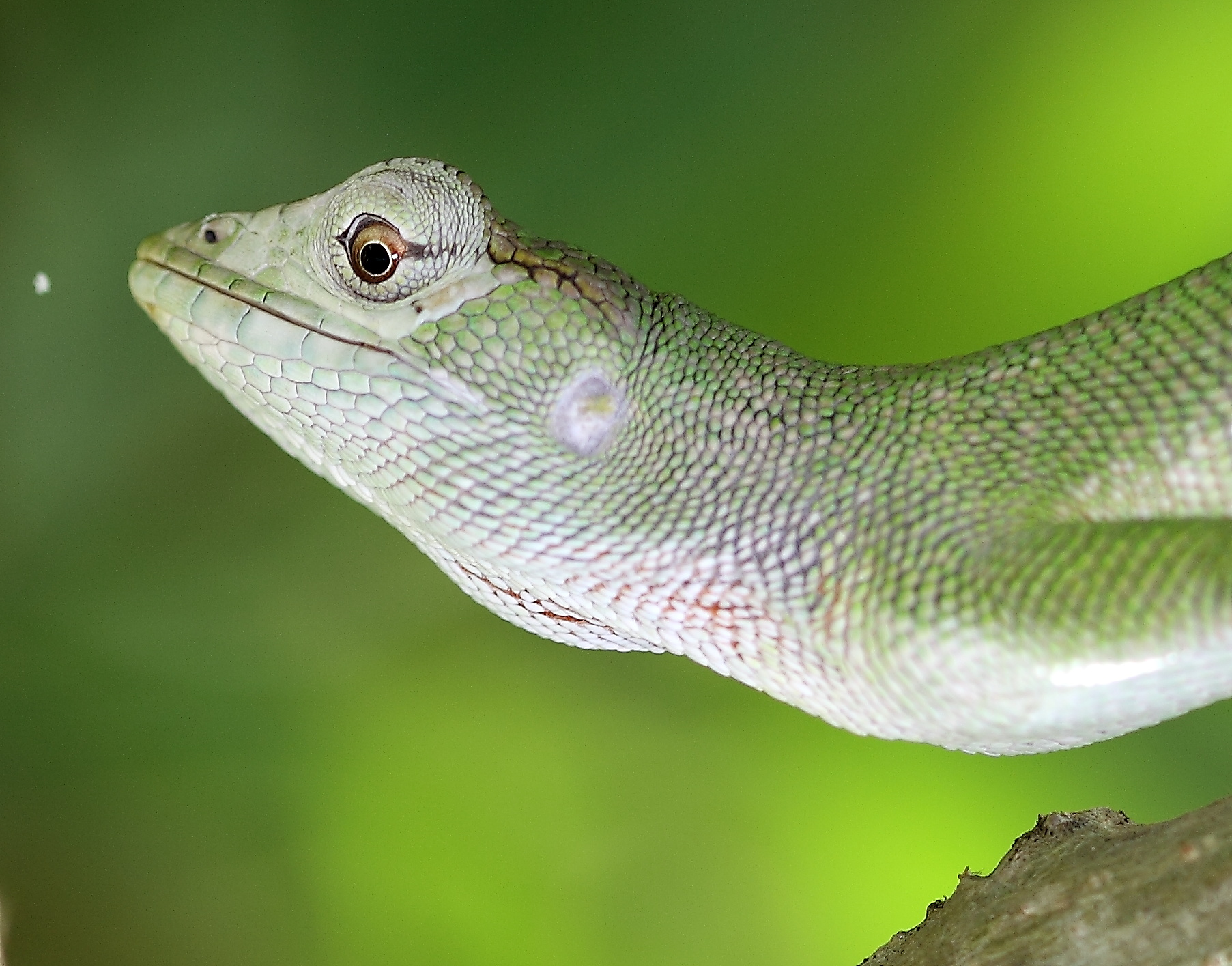 a lizard with its mouth open sitting on a nch