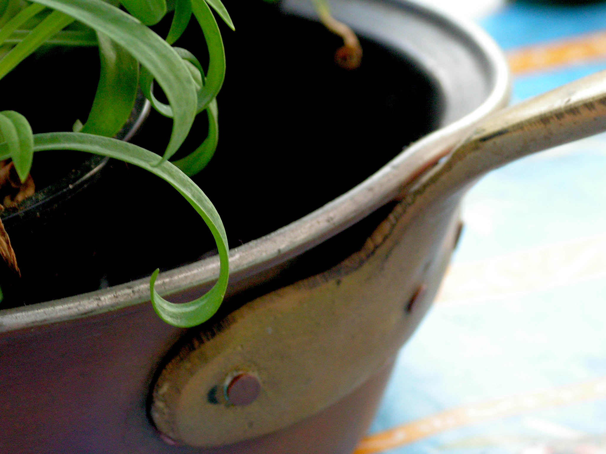 a plant sits inside a pot on a blue and orange table