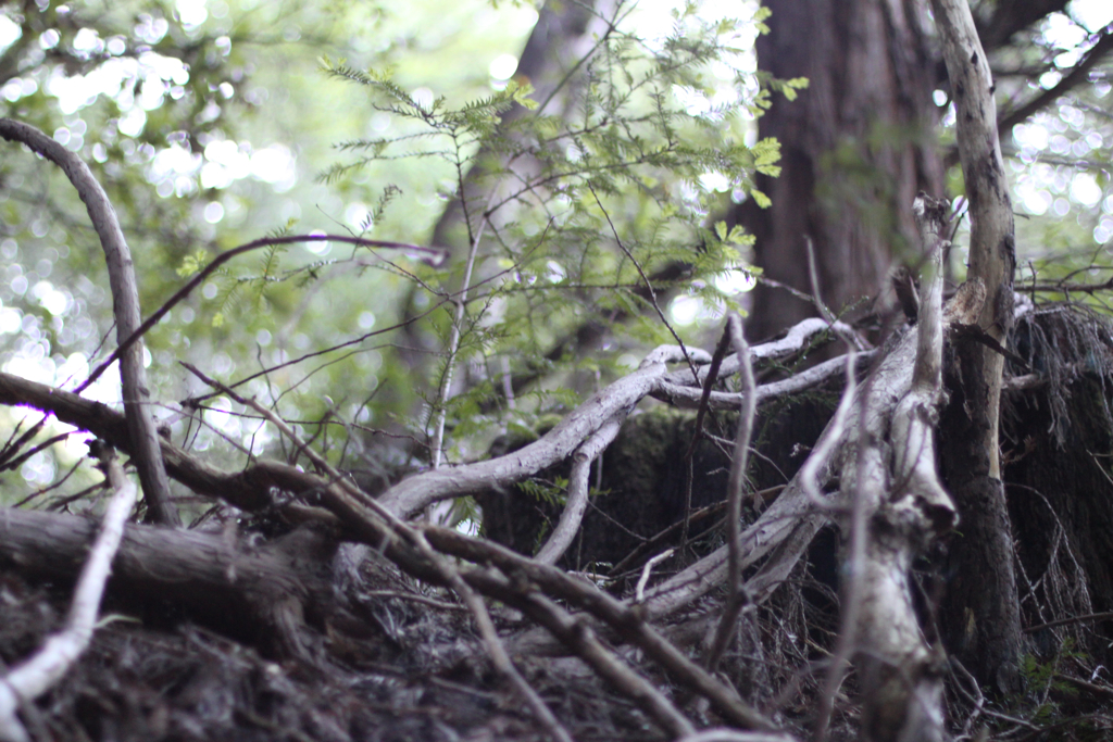 a tree in a forest with fallen nches