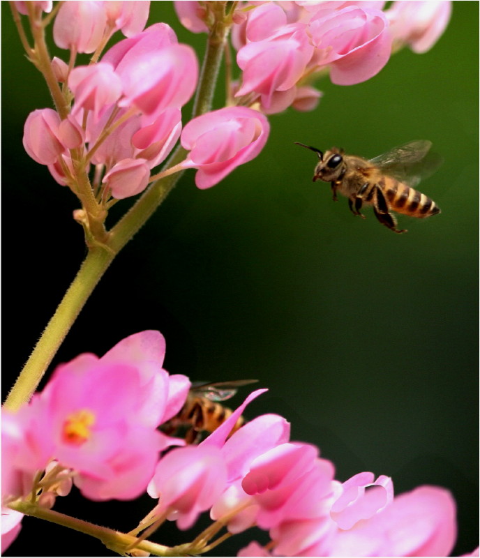 two bees sitting on some pink flowers