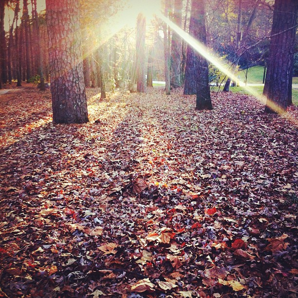 sunlight shines through the trees onto leaves in a park