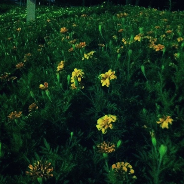 yellow flowers growing in a green field