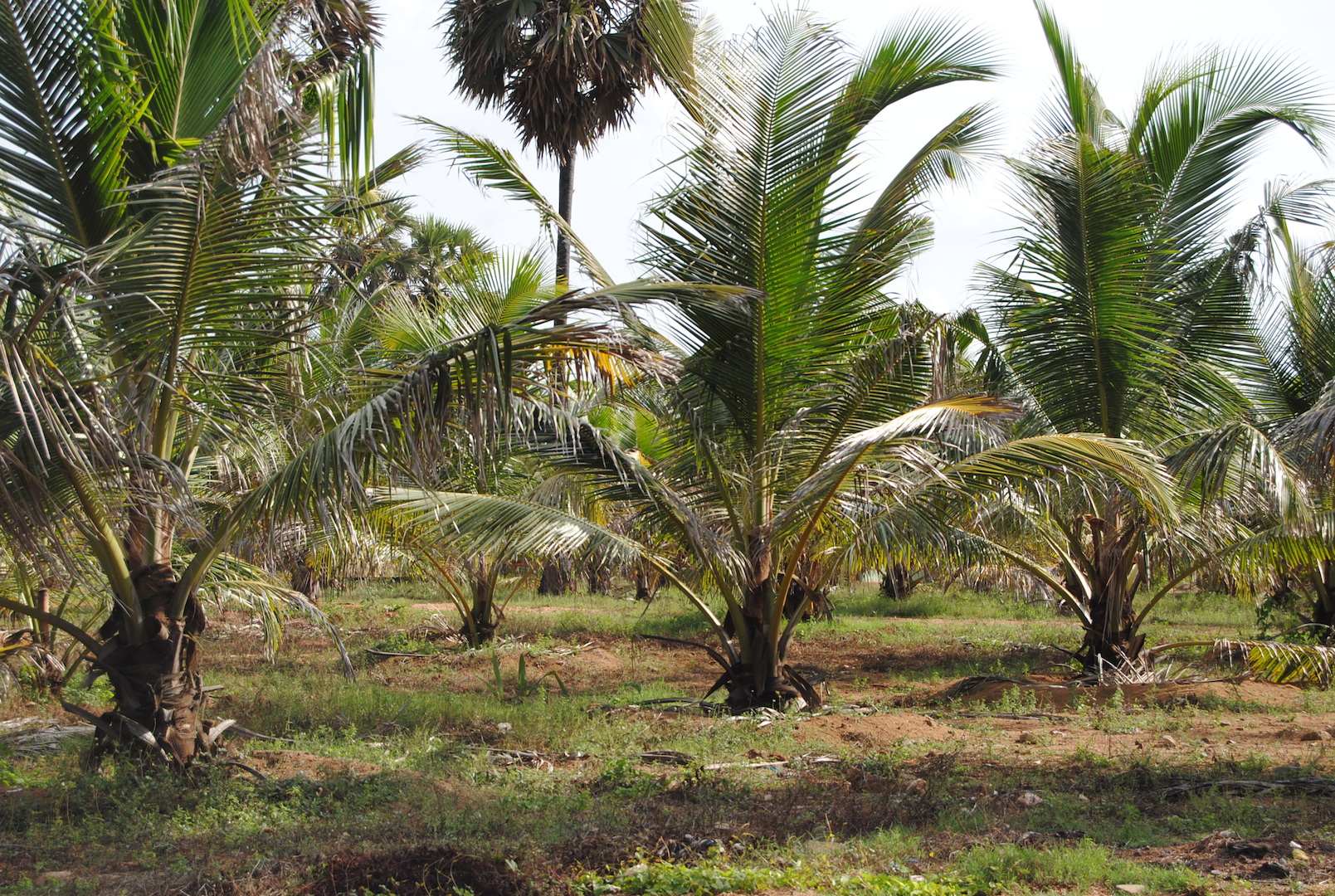 a couple of palm trees standing in the dirt