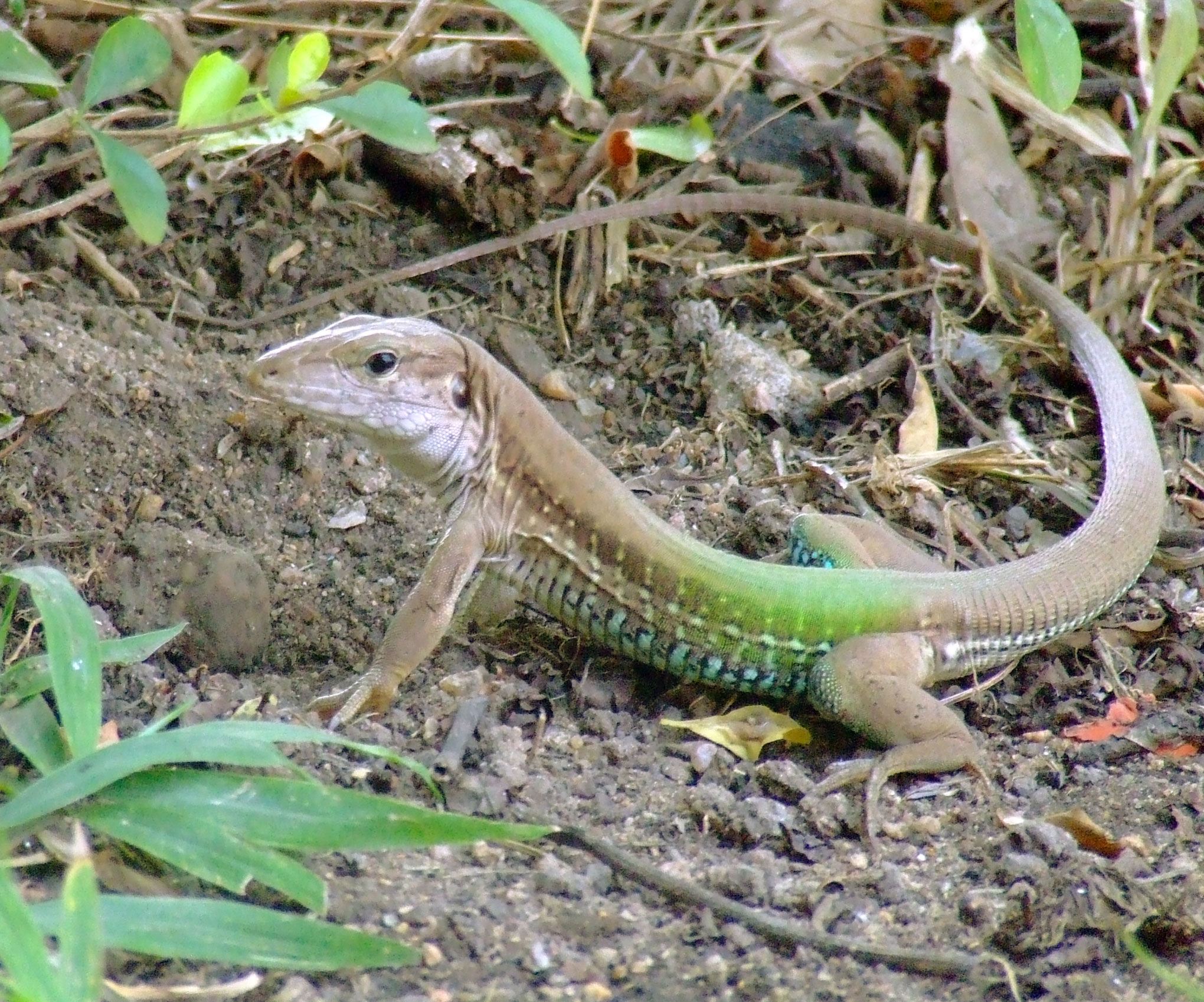 a lizard that is sitting on the ground