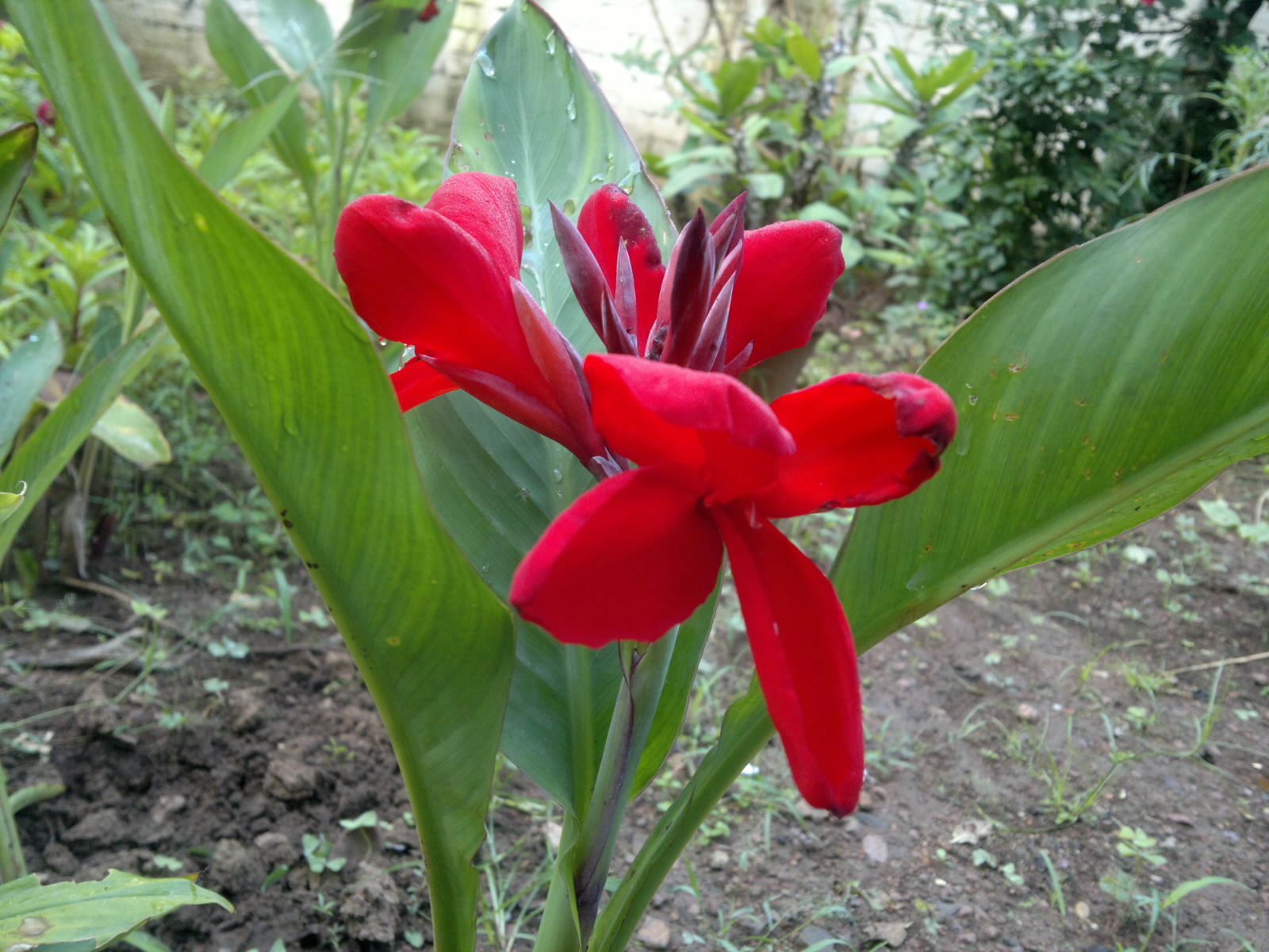 the large red flower with leaves is next to a path