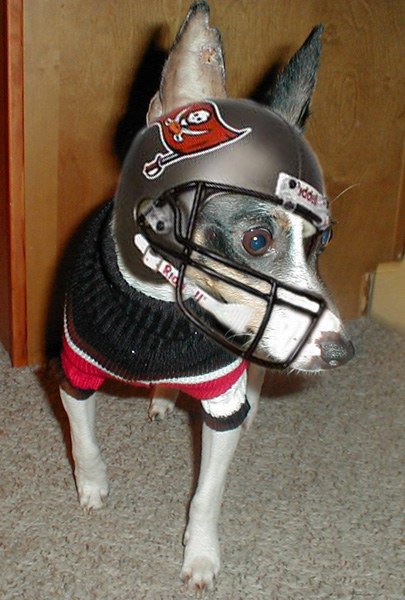 a small dog wearing a football helmet on top of his head