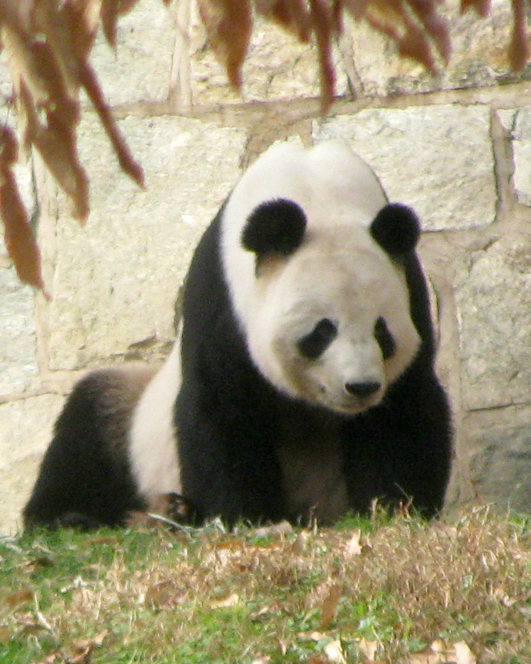 a large panda bear sitting on top of a green grass covered field
