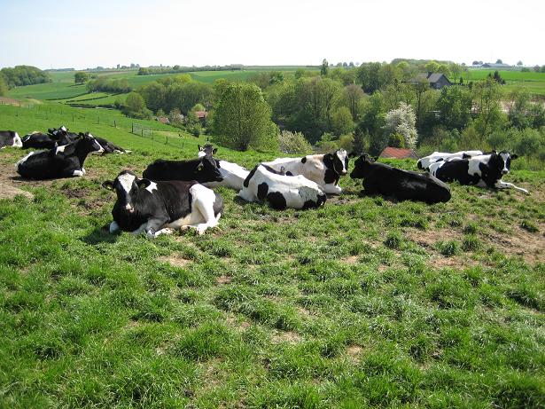 a bunch of cows laying down on top of the grass