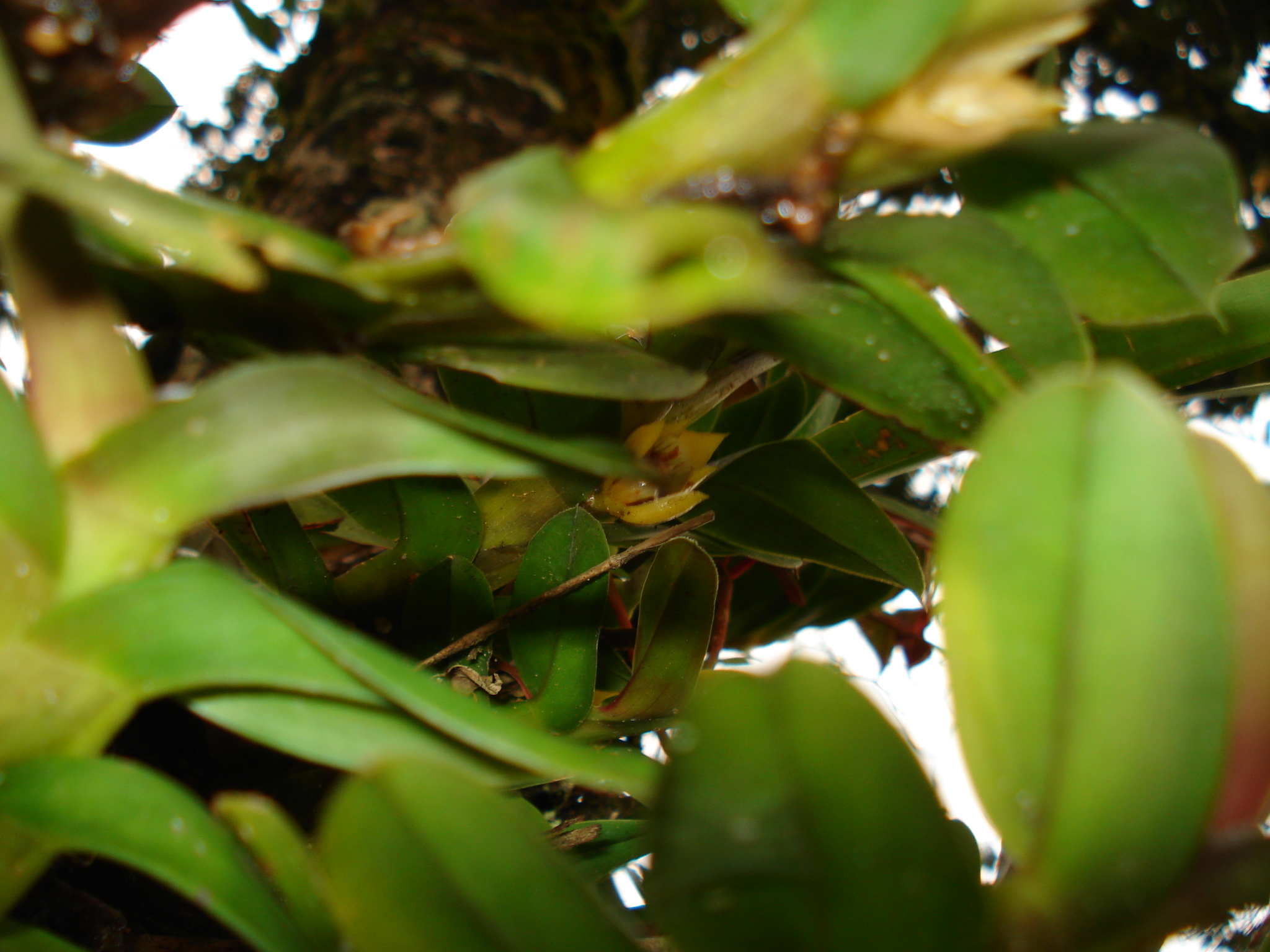 leaves on the nches of a green tree