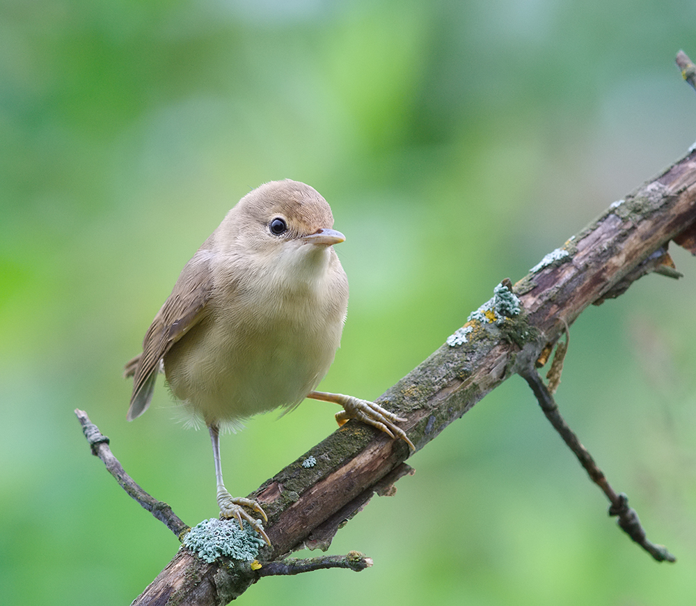 a small bird perched on a twig in the woods