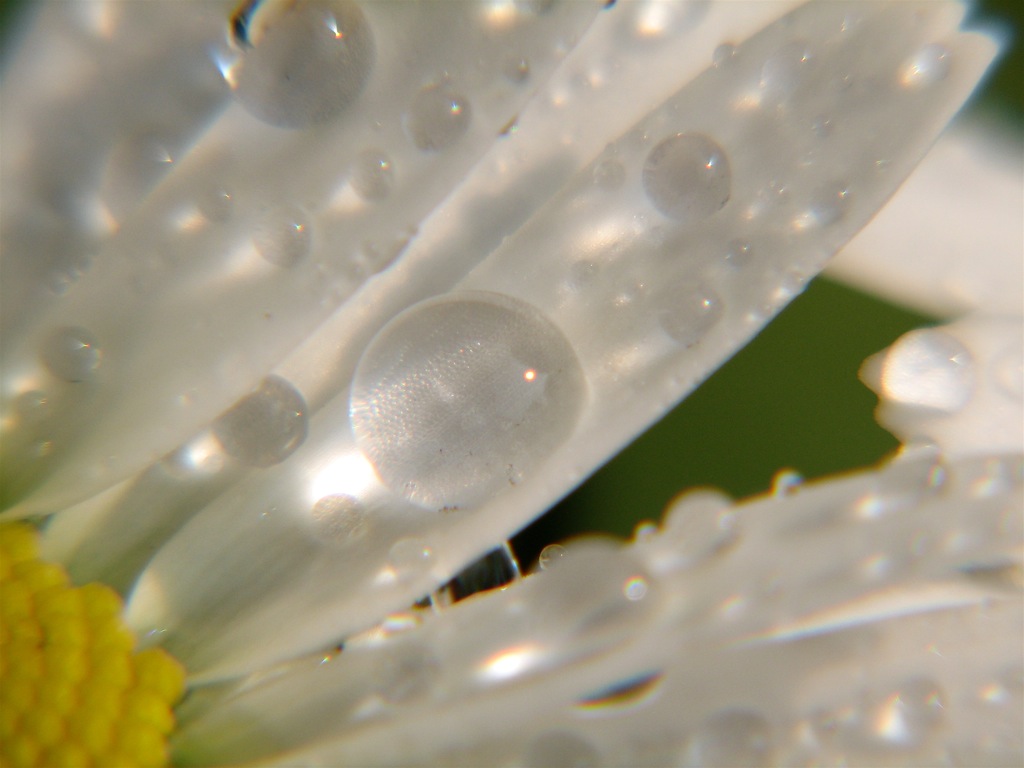 a picture of water and a flower