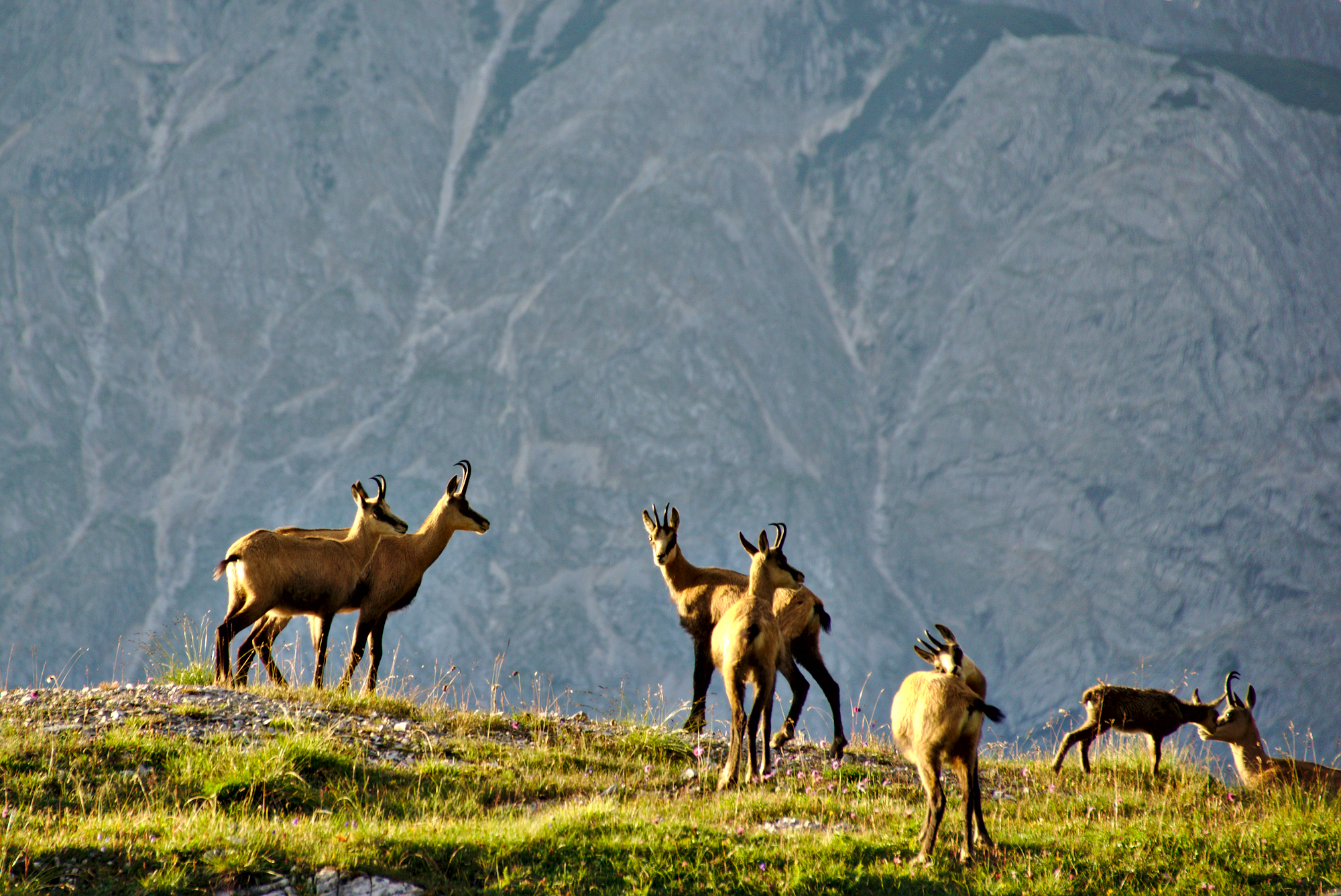 group of animals standing in front of mountains