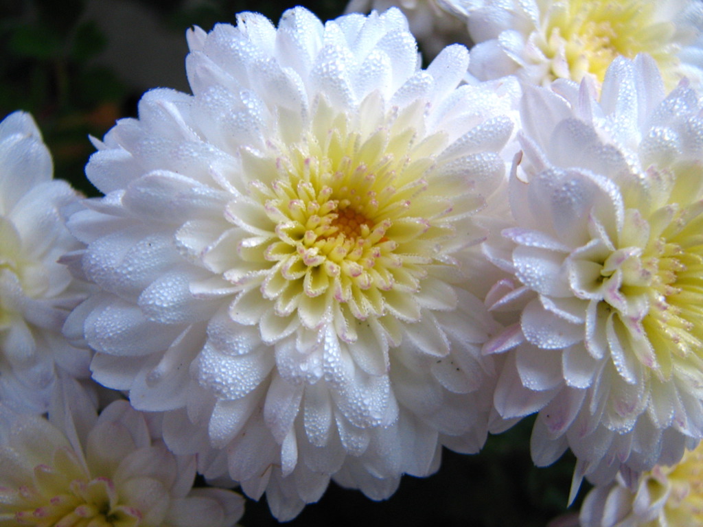 there are white and yellow flowers that are very blooming