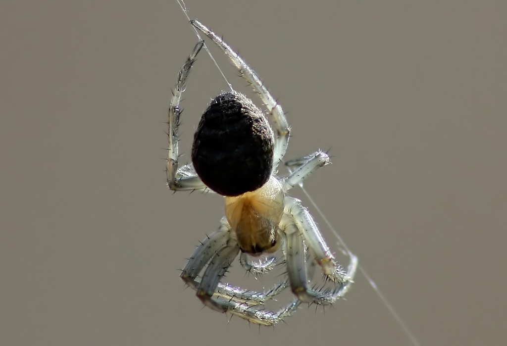 a spider with a black head hanging from its web