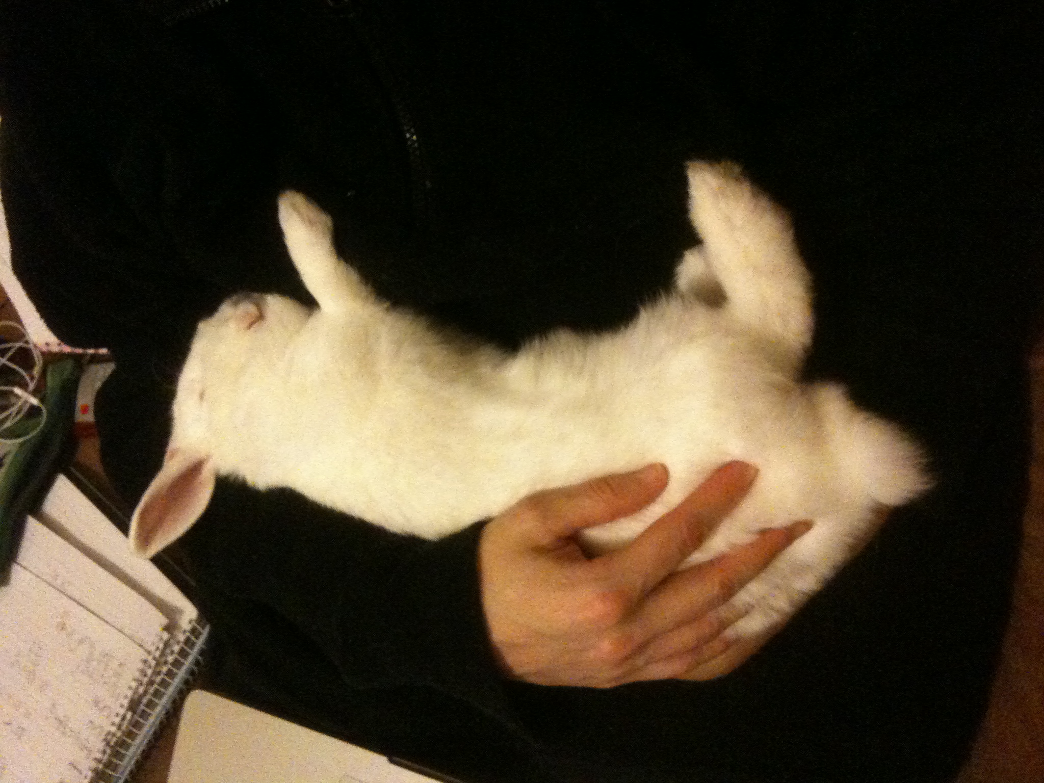 a person holding their hands and touching a small white rabbit