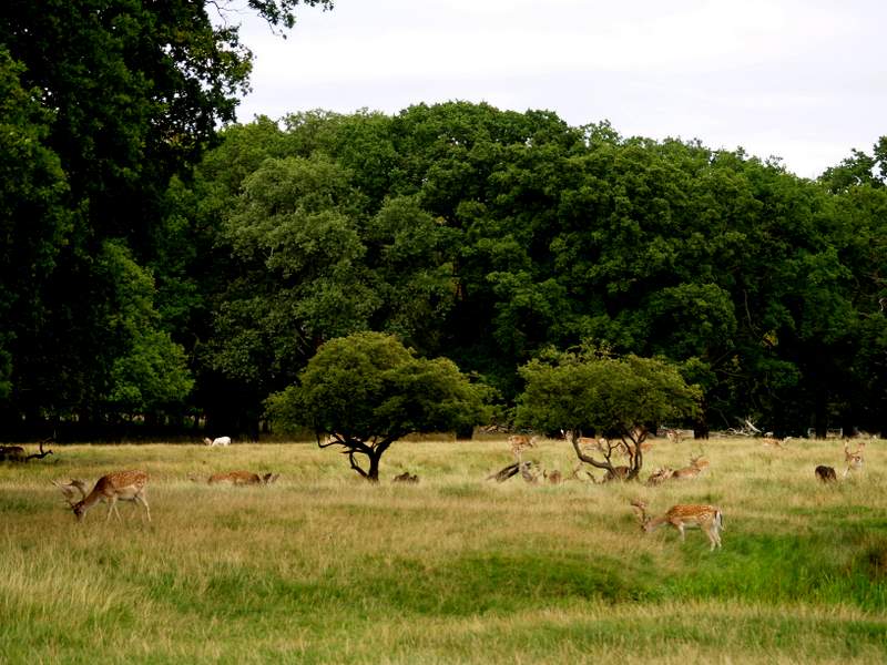 deer in the middle of a grassy field with tall trees