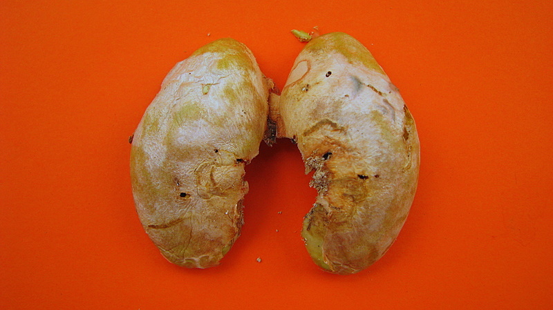 two peeled potatoes sitting on an orange surface