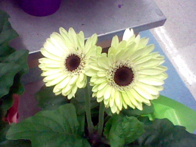 a pair of yellow flowers in a planter