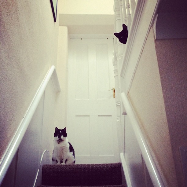 black and white cat sitting on stairs in residential home
