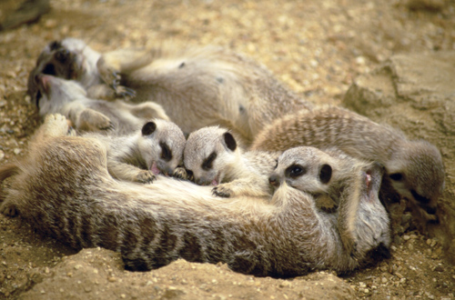 three meerkats laying together on the ground