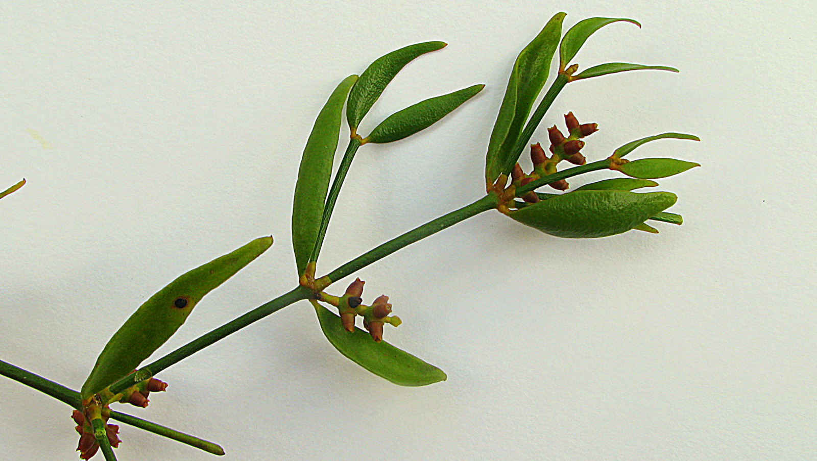 this plant has several buds on it