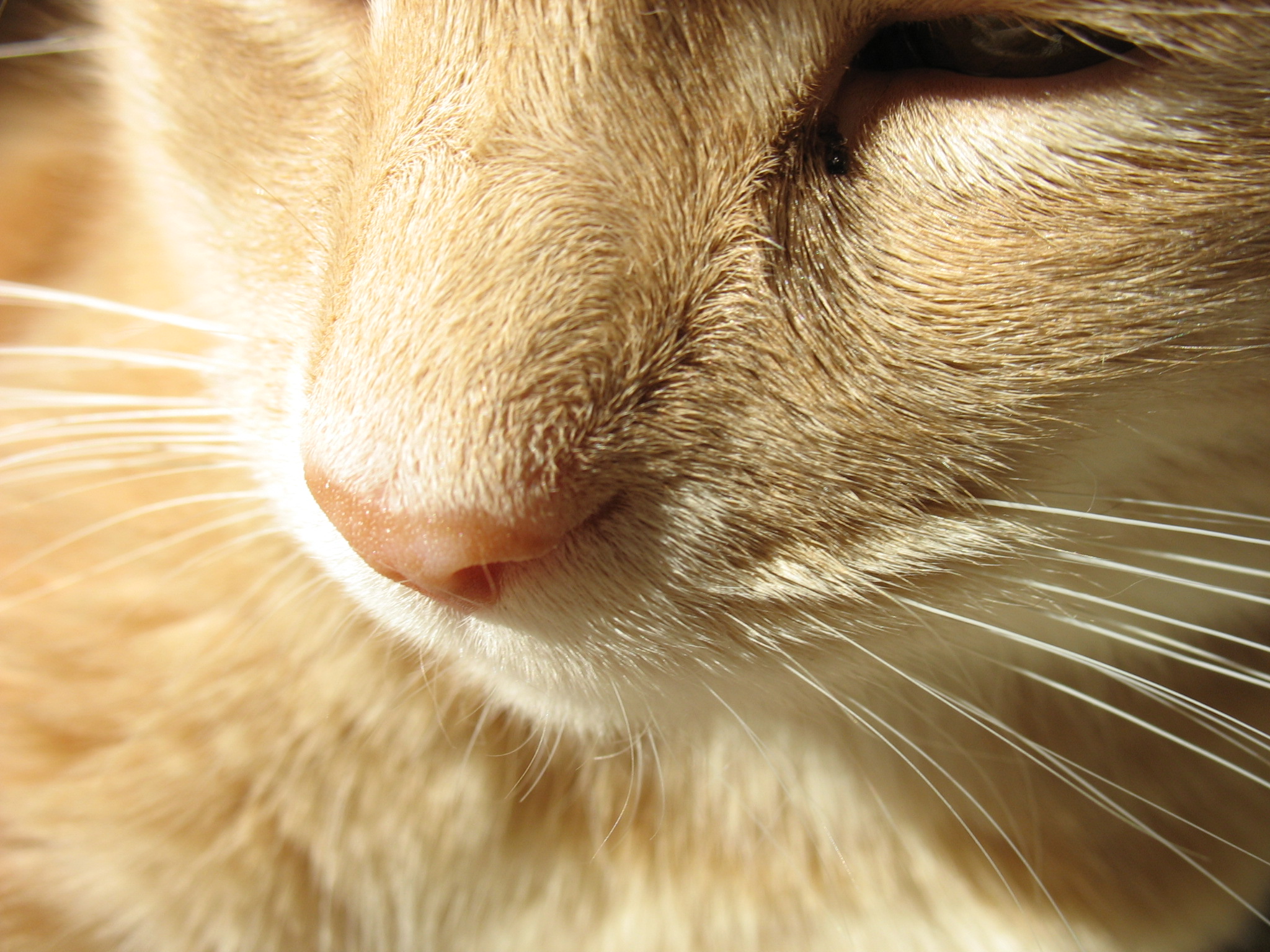 a close up of the face of an orange cat