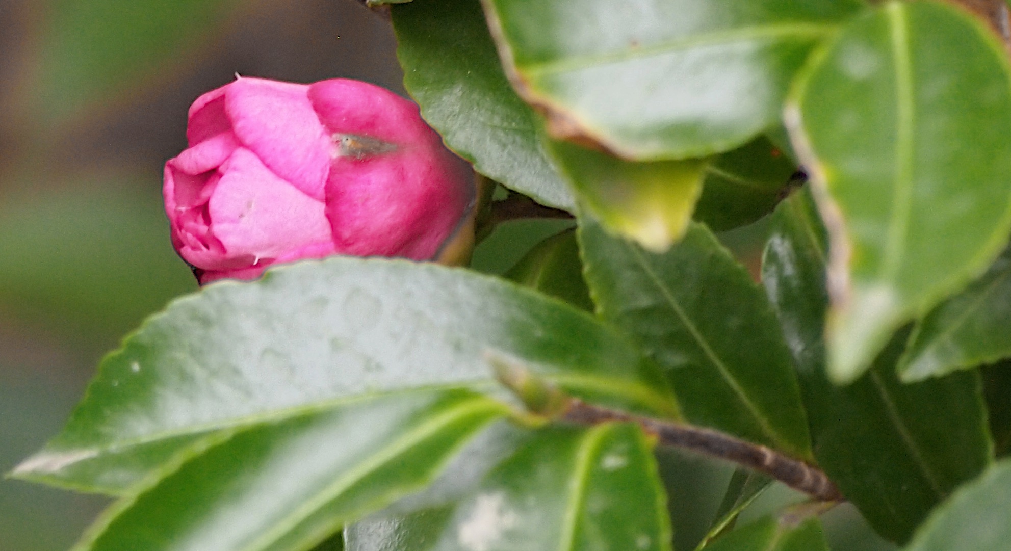 a large flower bud still attached to some green leaves