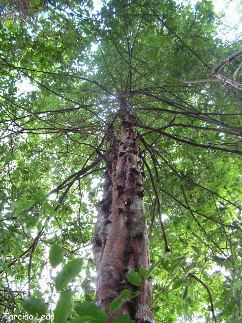 tree with several leaves looking up at it