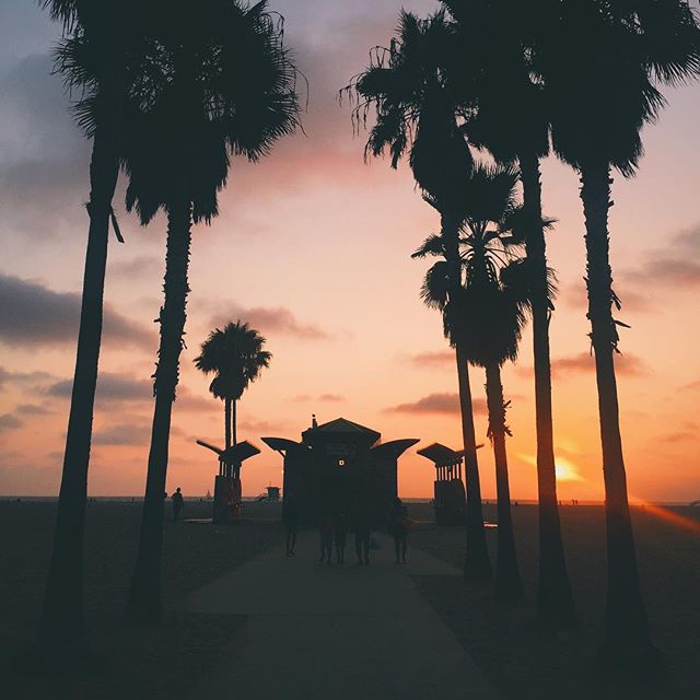 silhouette of people standing near palm trees during sunset