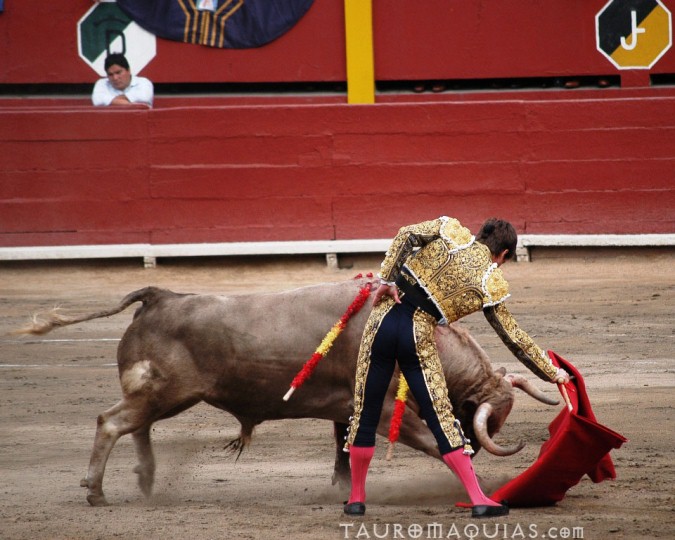 a person trying to pull a bull by the nose