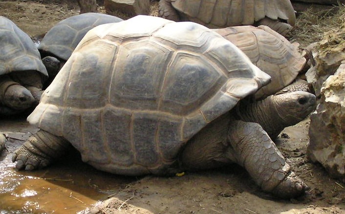 two giant turtles in their enclosure with a fallen piece of wood