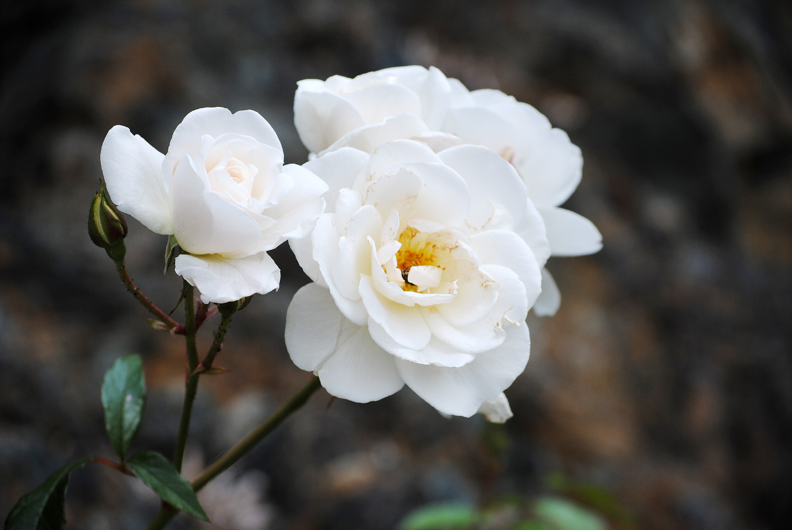 three white flowers with some water on them