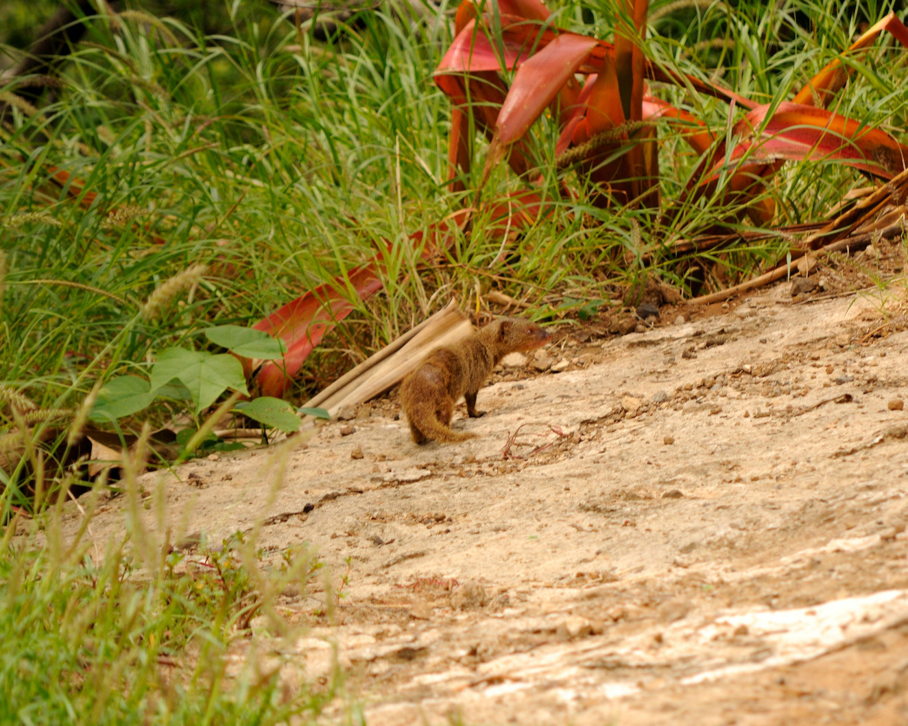 a small animal walking by some tall grass