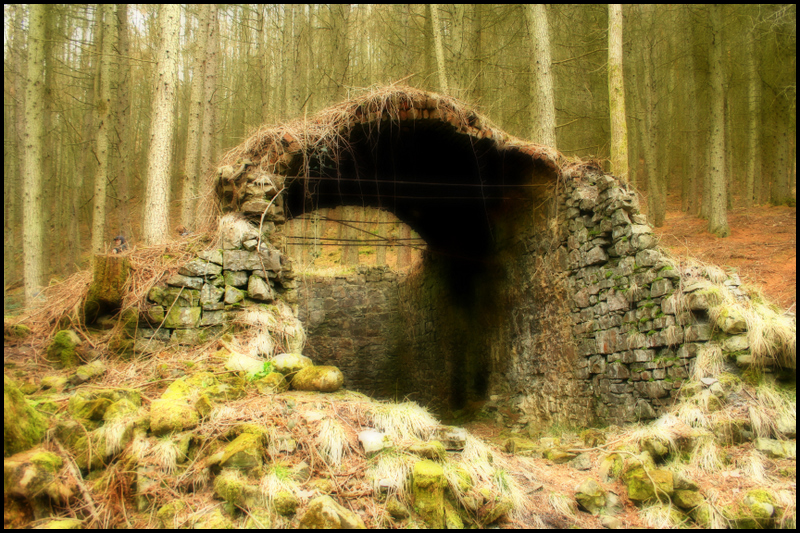 a tunnel in the woods with moss growing over it