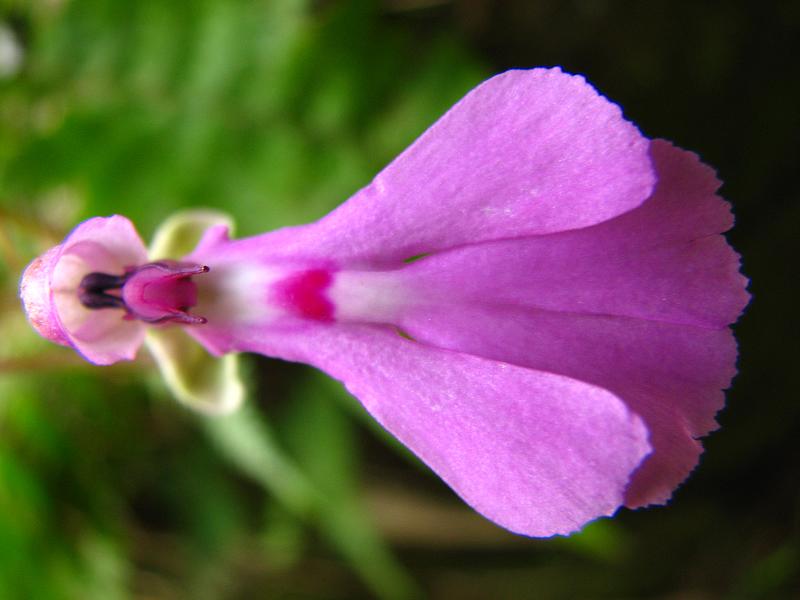 purple and white flower in large forest setting