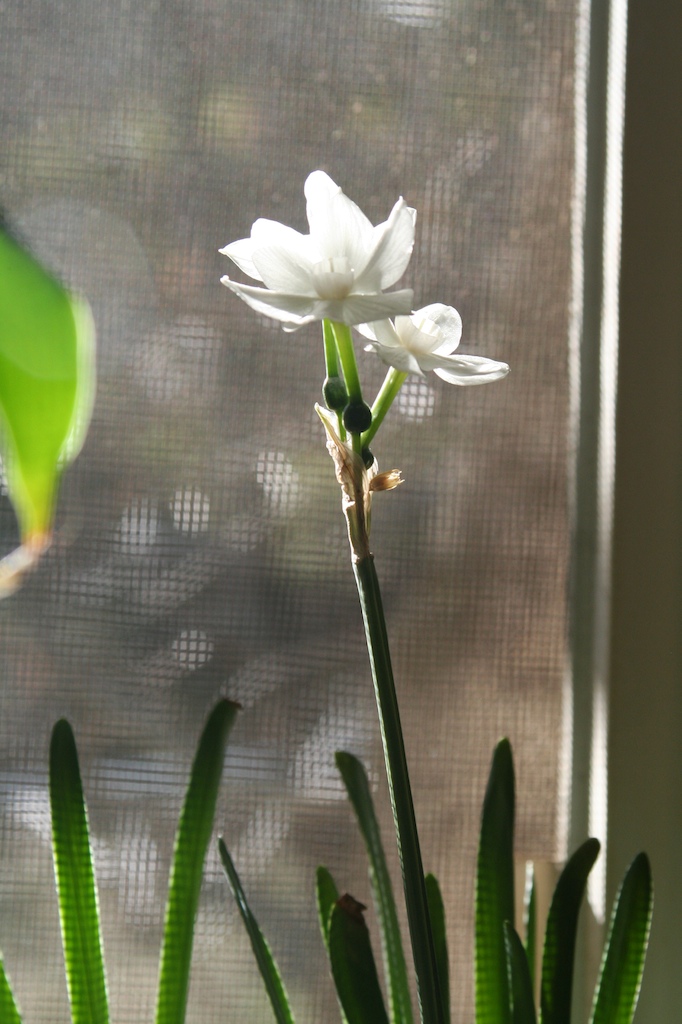 a small white flower in a window